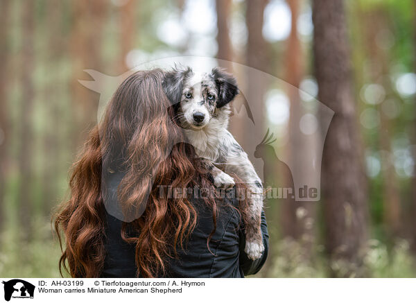 Frau trgt Miniature American Shepherd / Woman carries Miniature American Shepherd / AH-03199