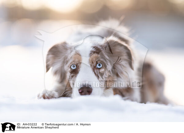 Miniature American Shepherd / Miniature American Shepherd / AH-03222