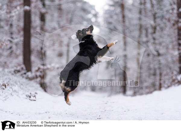 Miniature American Shepherd im Schnee / Miniature American Shepherd in the snow / AH-03230