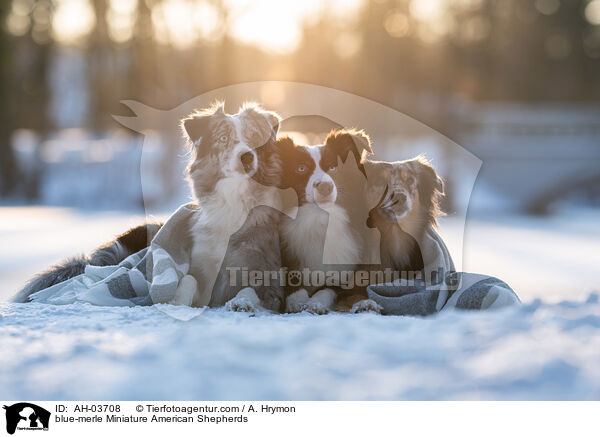 blue-merle Miniature American Shepherds / blue-merle Miniature American Shepherds / AH-03708