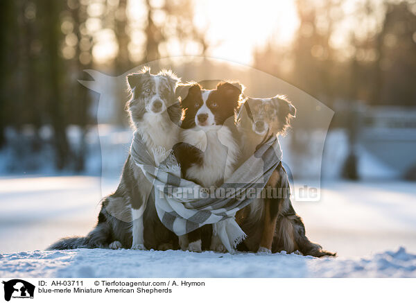 blue-merle Miniature American Shepherds / blue-merle Miniature American Shepherds / AH-03711