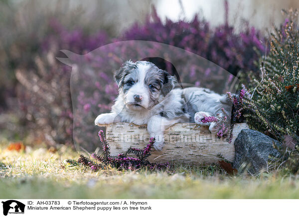 Miniature American Shepherd Welpe liegt auf Baumstamm / Miniature American Shepherd puppy lies on tree trunk / AH-03783