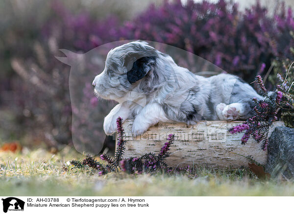 Miniature American Shepherd Welpe liegt auf Baumstamm / Miniature American Shepherd puppy lies on tree trunk / AH-03788