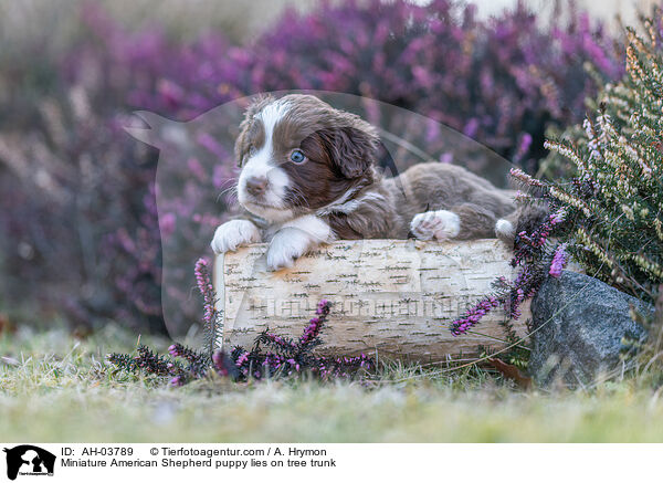 Miniature American Shepherd Welpe liegt auf Baumstamm / Miniature American Shepherd puppy lies on tree trunk / AH-03789