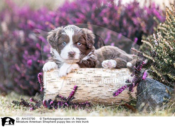 Miniature American Shepherd Welpe liegt auf Baumstamm / Miniature American Shepherd puppy lies on tree trunk / AH-03790