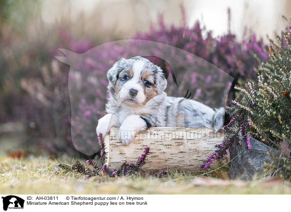 Miniature American Shepherd Welpe liegt auf Baumstamm / Miniature American Shepherd puppy lies on tree trunk / AH-03811