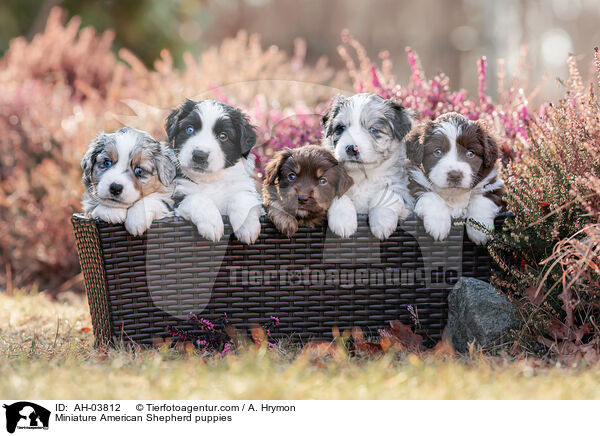Miniature American Shepherd Wurf / Miniature American Shepherd puppies / AH-03812