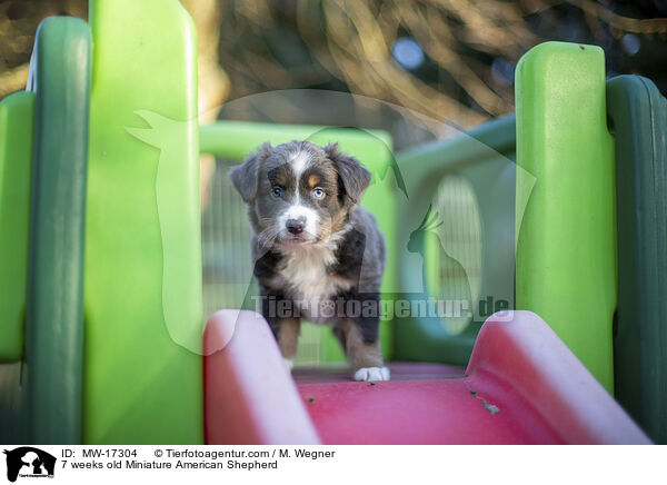 7 Wochen alter Miniature American Shepherd / 7 weeks old Miniature American Shepherd / MW-17304