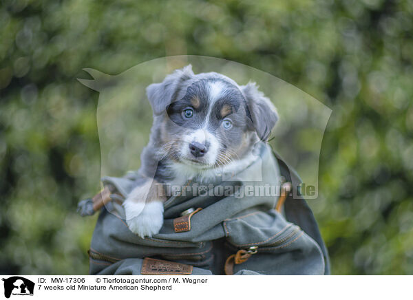 7 weeks old Miniature American Shepherd / MW-17306