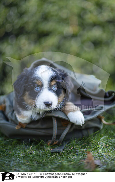 7 Wochen alter Miniature American Shepherd / 7 weeks old Miniature American Shepherd / MW-17314