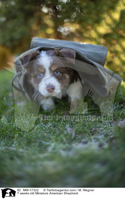 7 Wochen alter Miniature American Shepherd / 7 weeks old Miniature American Shepherd / MW-17322