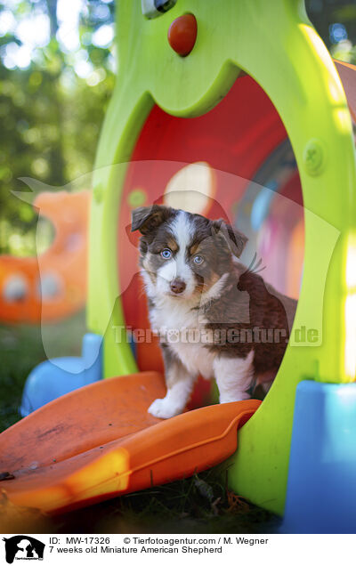 7 Wochen alter Miniature American Shepherd / 7 weeks old Miniature American Shepherd / MW-17326