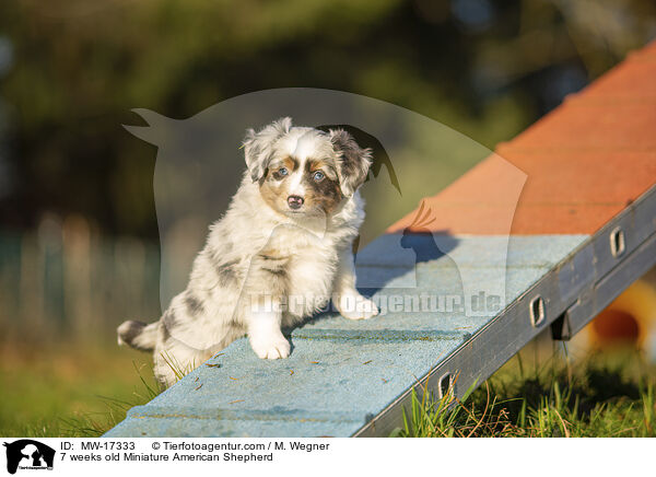 7 Wochen alter Miniature American Shepherd / 7 weeks old Miniature American Shepherd / MW-17333