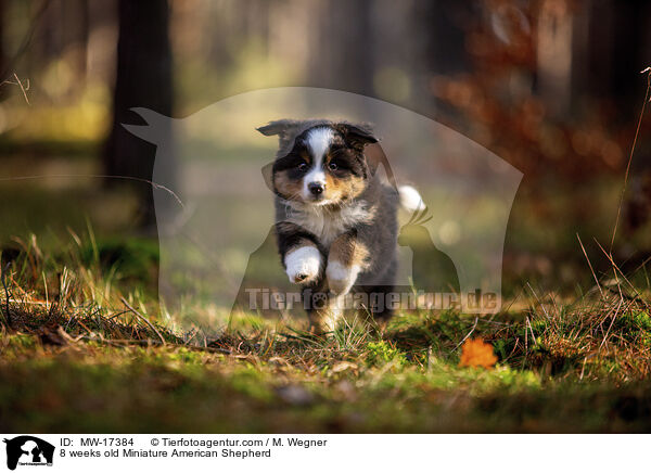 8 weeks old Miniature American Shepherd / MW-17384