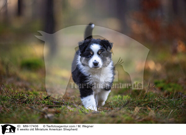 8 weeks old Miniature American Shepherd / MW-17406