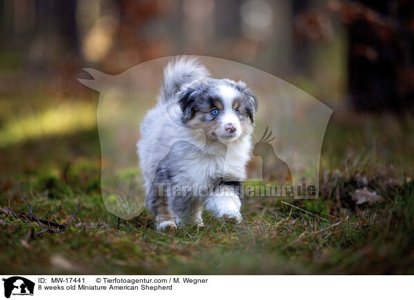 8 weeks old Miniature American Shepherd / MW-17441