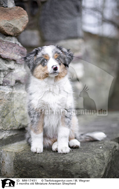 3 months old Miniature American Shepherd / MW-17451