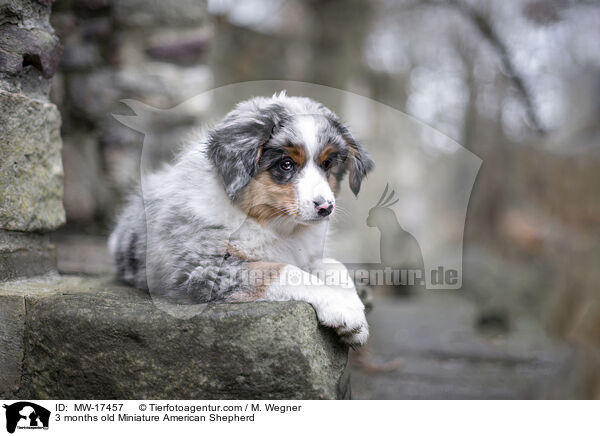 3 Monate alter Miniature American Shepherd / 3 months old Miniature American Shepherd / MW-17457