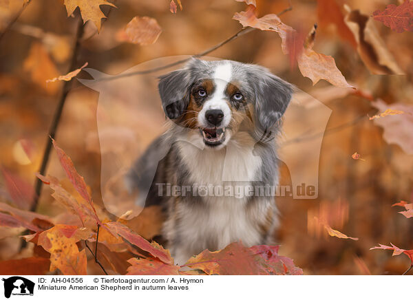 Miniature American Shepherd im Herbstlaub / Miniature American Shepherd in autumn leaves / AH-04556