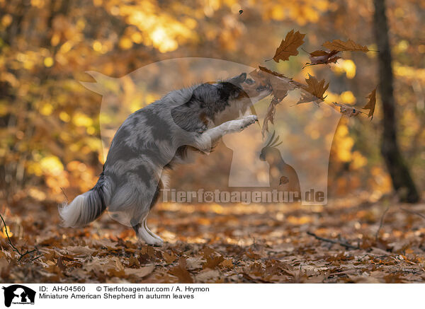 Miniature American Shepherd im Herbstlaub / Miniature American Shepherd in autumn leaves / AH-04560