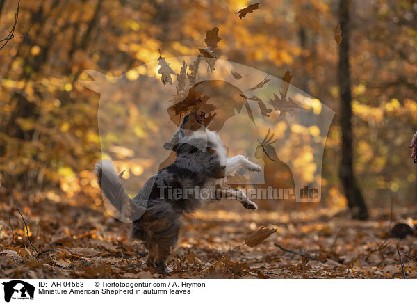 Miniature American Shepherd im Herbstlaub / Miniature American Shepherd in autumn leaves / AH-04563