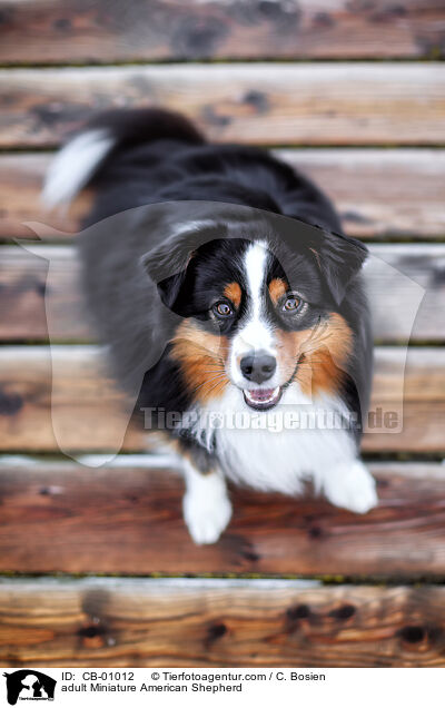 adult Miniature American Shepherd / CB-01012