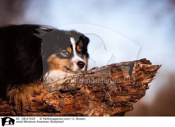 erwachsener Miniature American Shepherd / adult Miniature American Shepherd / CB-01025