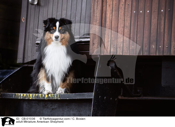 erwachsener Miniature American Shepherd / adult Miniature American Shepherd / CB-01036
