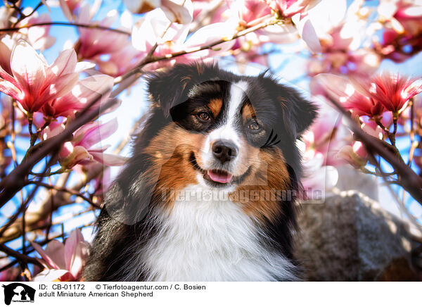 erwachsener Miniature American Shepherd / adult Miniature American Shepherd / CB-01172