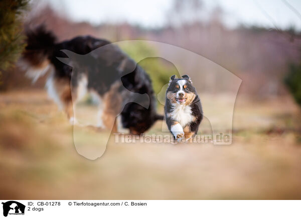 2 dogs / CB-01278