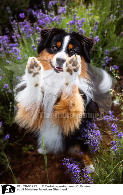 adult Miniature American Shepherd / CB-01293