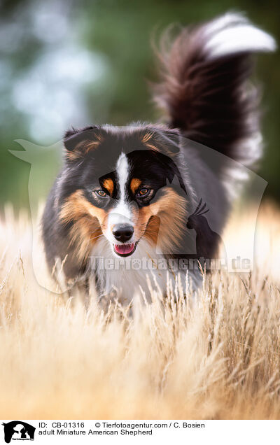 adult Miniature American Shepherd / CB-01316