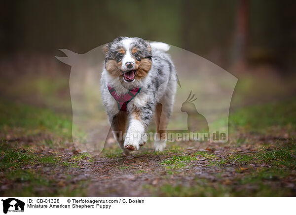 Miniature American Shepherd Puppy / CB-01328