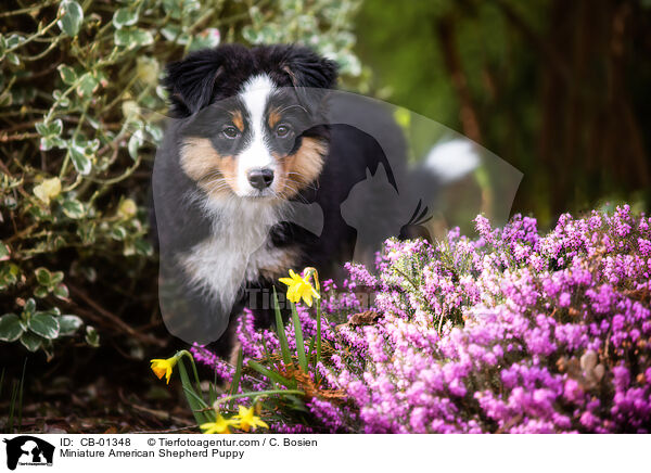 Miniature American Shepherd Welpe / Miniature American Shepherd Puppy / CB-01348