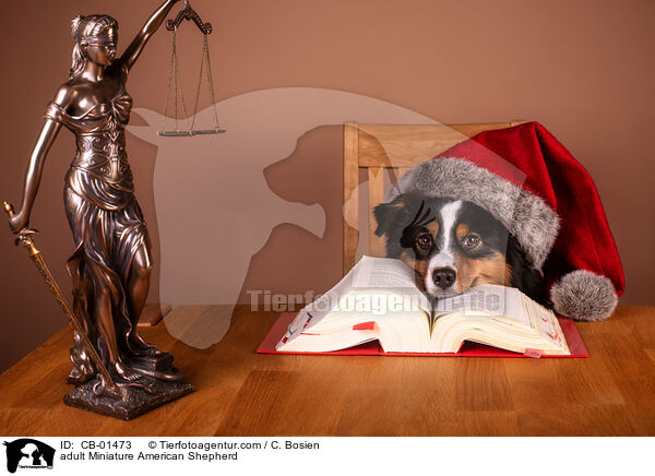 erwachsener Miniature American Shepherd / adult Miniature American Shepherd / CB-01473