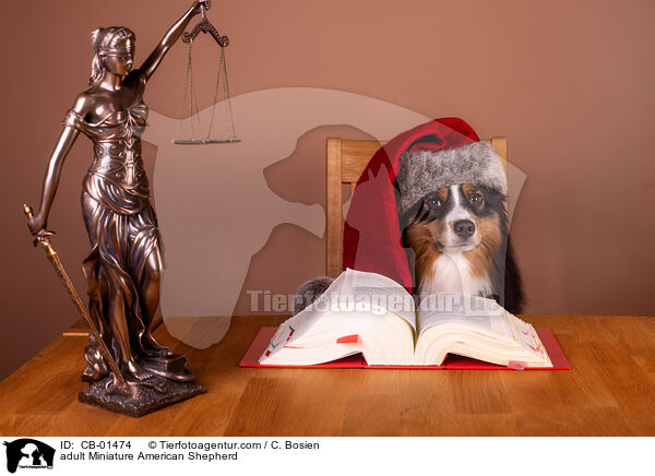 erwachsener Miniature American Shepherd / adult Miniature American Shepherd / CB-01474
