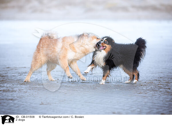 2 dogs / CB-01508