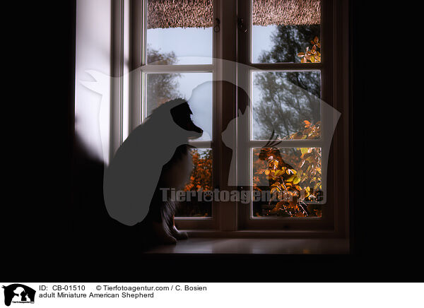 adult Miniature American Shepherd / CB-01510