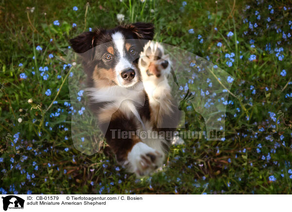 adult Miniature American Shepherd / CB-01579