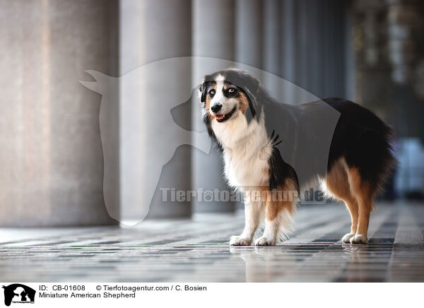 Miniature American Shepherd / Miniature American Shepherd / CB-01608