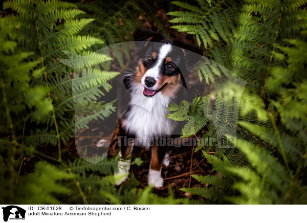 erwachsener Miniature American Shepherd / adult Miniature American Shepherd / CB-01628
