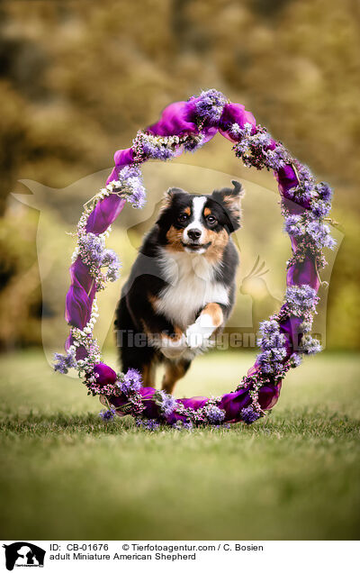 adult Miniature American Shepherd / CB-01676