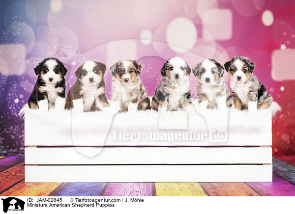 Miniature American Shepherd Welpen / Miniature American Shepherd Puppies / JAM-02645