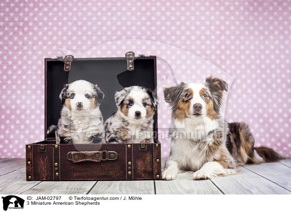 3 Miniature American Shepherds / 3 Miniature American Shepherds / JAM-02797