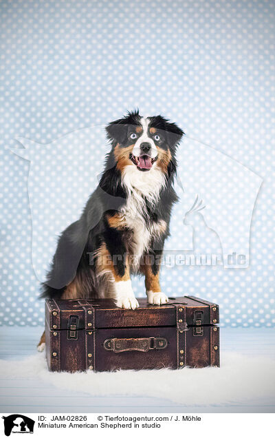 Miniature American Shepherd im Studio / Miniature American Shepherd in studio / JAM-02826