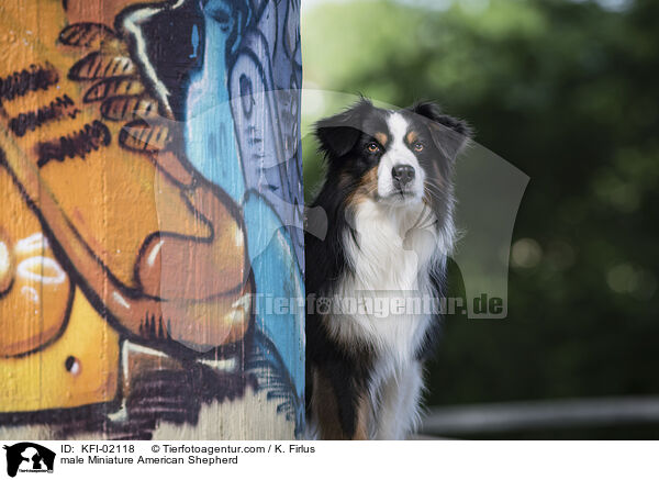 Miniature American Shepherd Rde / male Miniature American Shepherd / KFI-02118