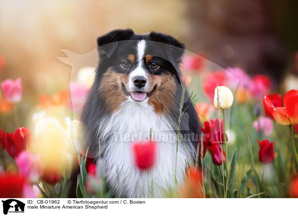 Miniature American Shepherd Rde / male Miniature American Shepherd / CB-01962