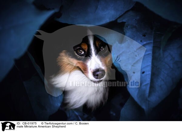 Miniature American Shepherd Rde / male Miniature American Shepherd / CB-01975