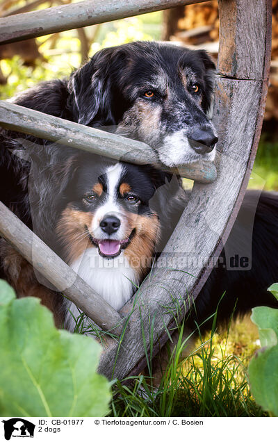 2 Hunde / 2 dogs / CB-01977