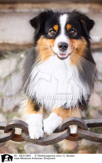 male Miniature American Shepherd / CB-01983